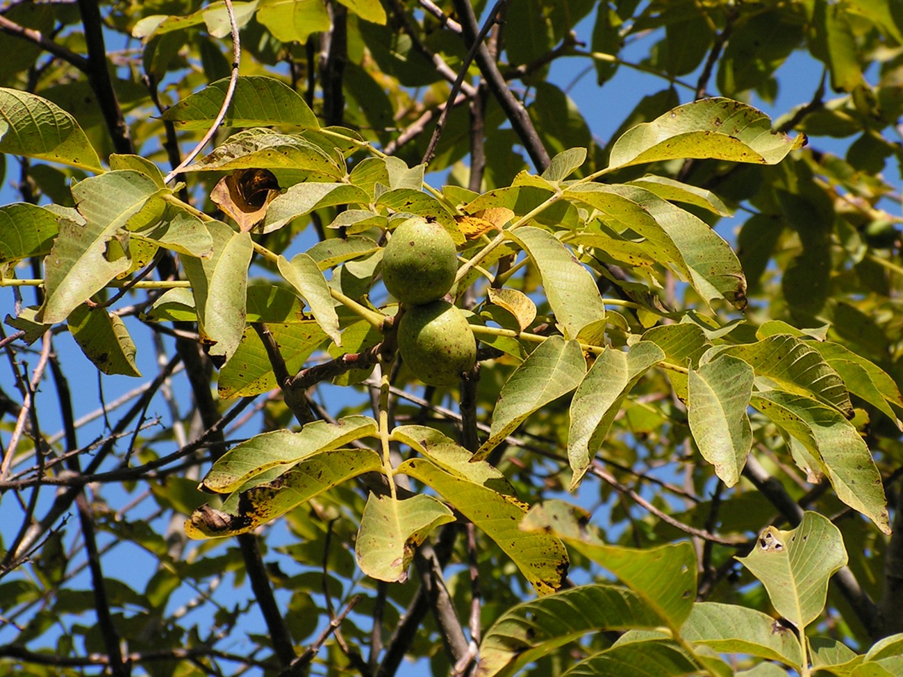 Image of Juglans regia specimen.