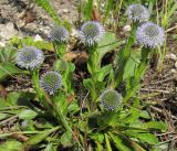 Globularia bisnagarica