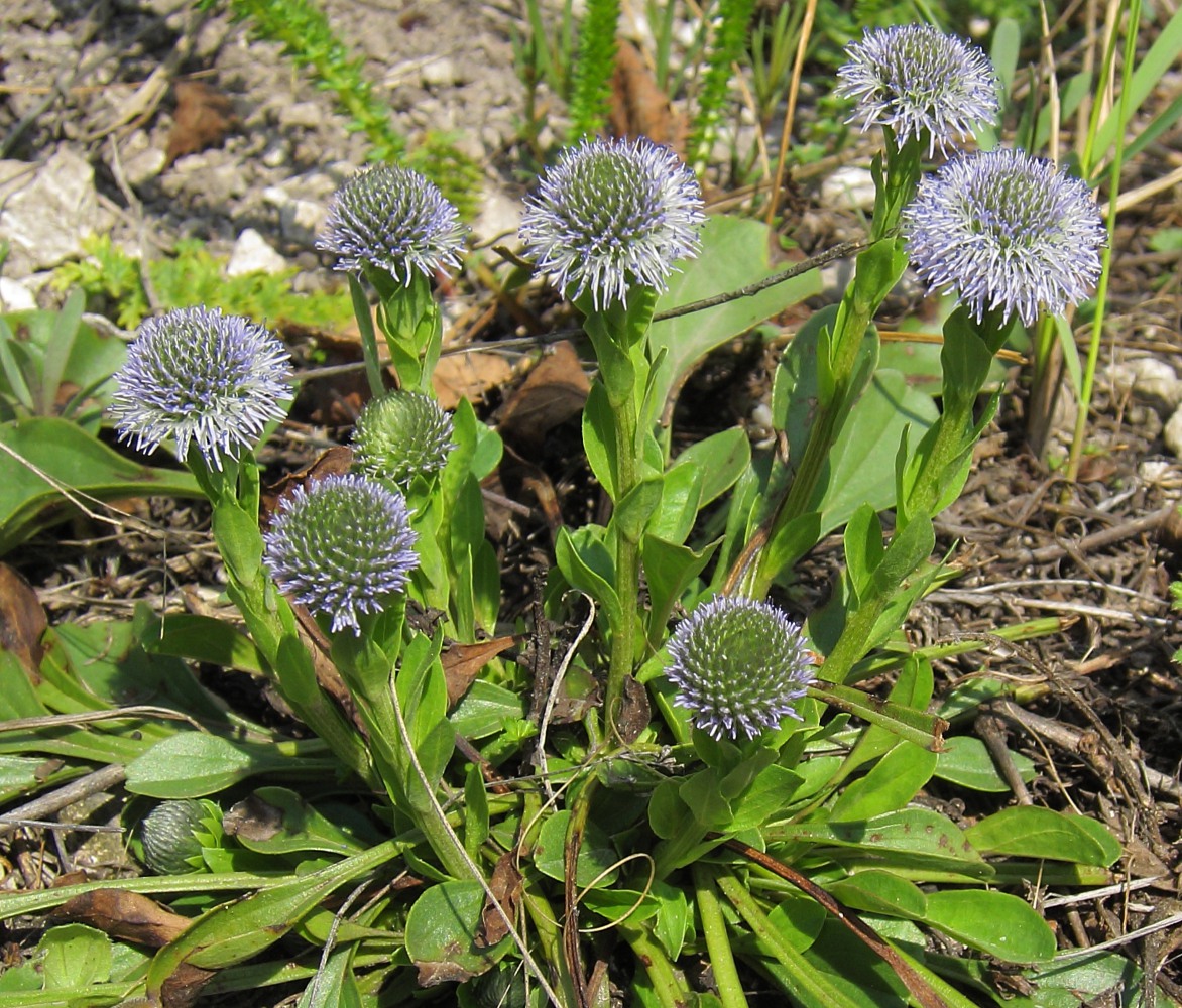 Image of Globularia bisnagarica specimen.