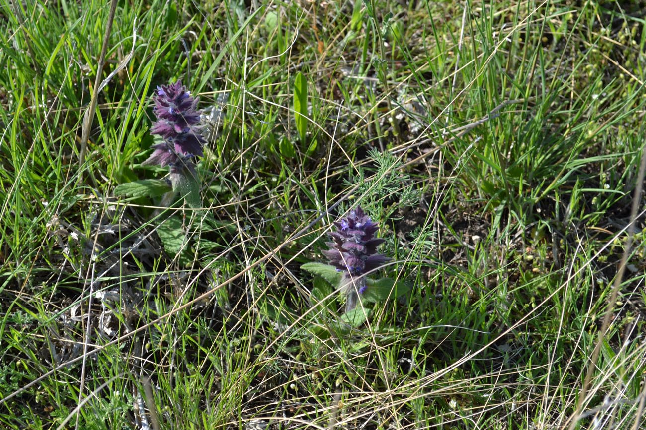 Image of Ajuga orientalis specimen.