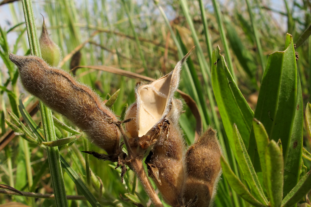 Image of Lupinus luteus specimen.