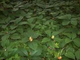 Parthenocissus quinquefolia