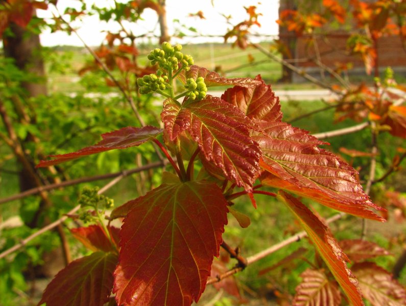 Image of Acer tataricum specimen.