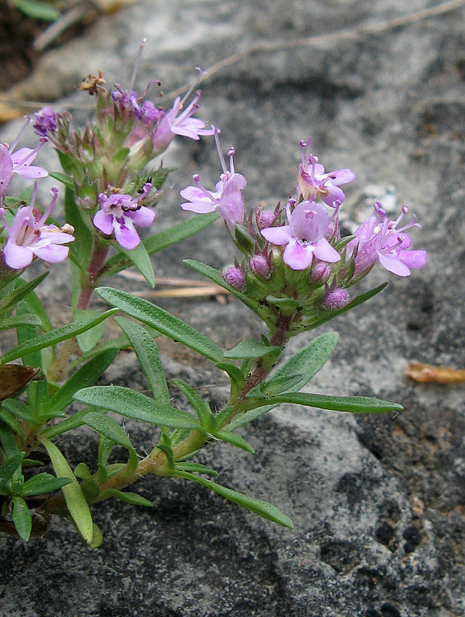 Изображение особи Thymus roegneri.
