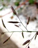 Eragrostis minor. Часть соцветия. Зап. Крым, г. Саки, территория детского оздоровительного лагеря \"Прибрежный\". 30.08.2011.