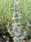 Salvia sclarea