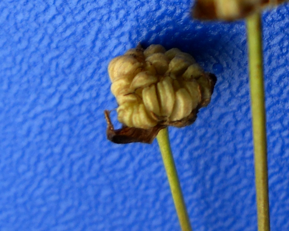 Image of Alisma plantago-aquatica specimen.