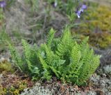 Woodsia ilvensis