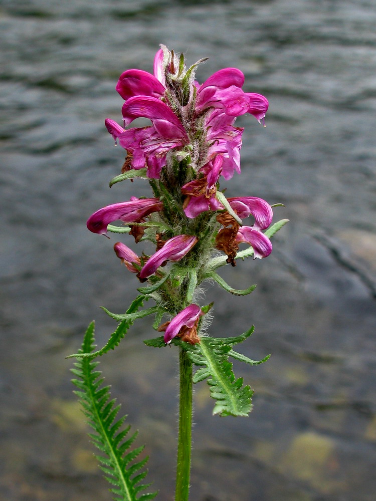 Изображение особи Pedicularis interioroides.