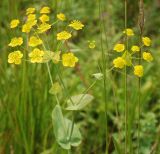 Bupleurum longifolium подвид aureum. Верхушка растения с соцветиями. Башкирия, Белорецкий р-н, Южно-Уральский заповедник. 14.07.2008.