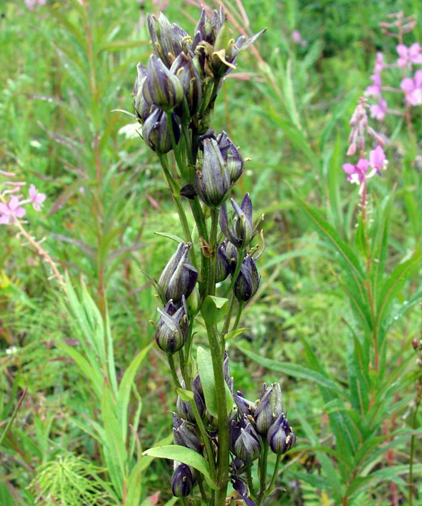 Image of Swertia obtusa specimen.