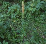 Digitalis schischkinii