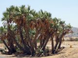 Hyphaene thebaica. Группа низкорослых растений. Израиль, долина Арава, окраина г.Эйлат. 03.06.2012.