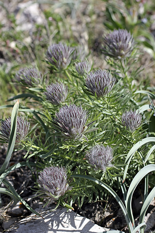 Image of Bungea vesiculifera specimen.