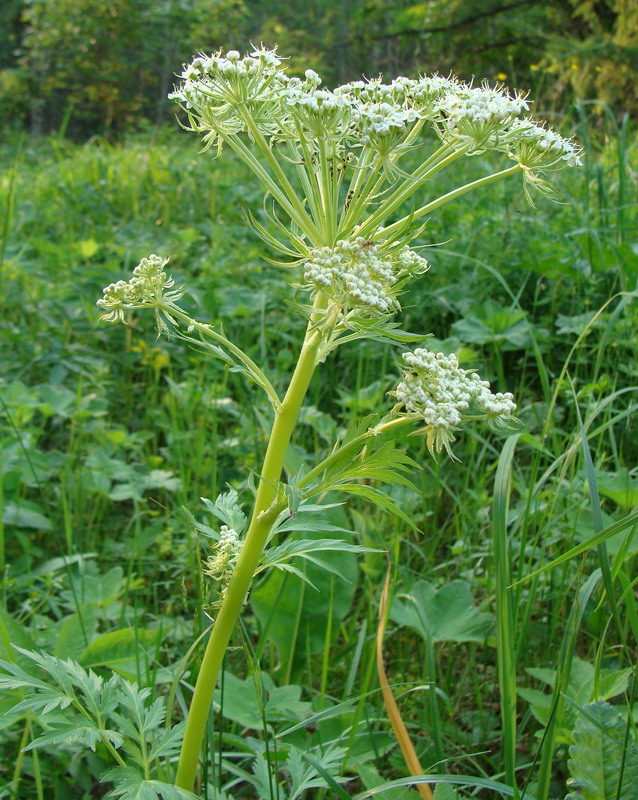 Изображение особи Pleurospermum uralense.