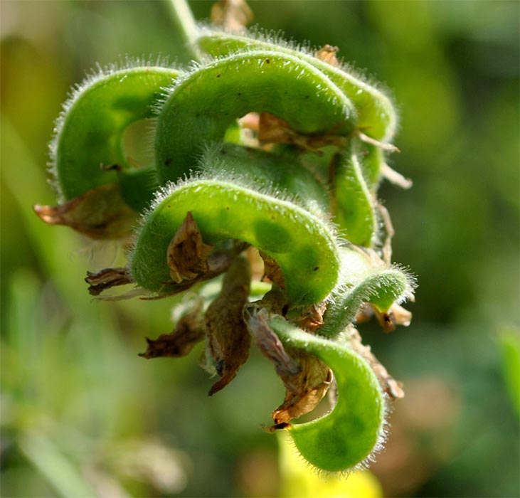 Image of Medicago glutinosa specimen.