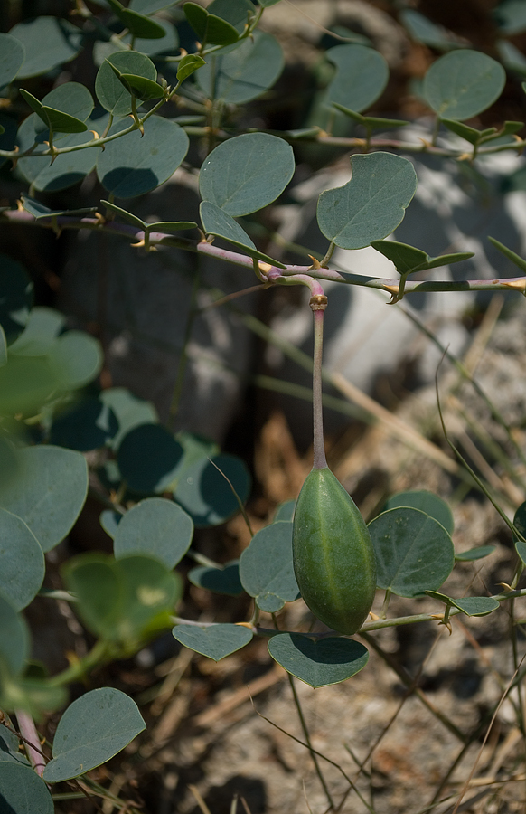 Изображение особи Capparis sicula.