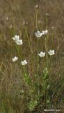 Parnassia palustris. Цветущее и плодоносящее растение. Архангельская обл., Соловки, о. Бол. Соловецкий, приморский луг (лайда). 16.08.2009.