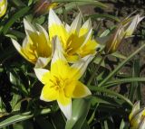 Tulipa tarda