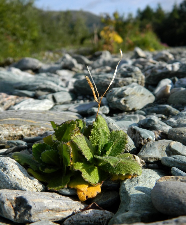 Изображение особи Arabis alpina.