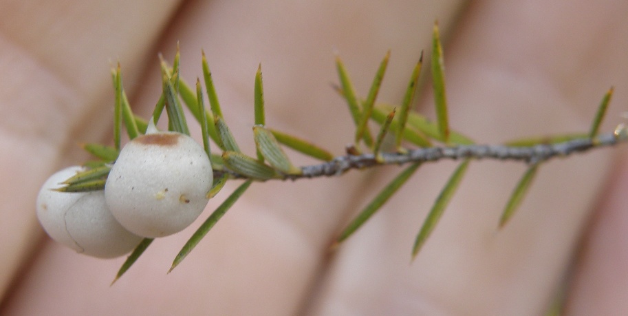 Image of Leptecophylla juniperina specimen.