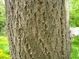 Phellodendron sachalinense. Часть ствола. Сахалин, лесной массив в окр. г. Южно-Сахалинска. Июнь 2012 г.