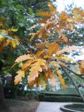 Quercus cerris. Верхушка ветви с листьями в осенней окраске. Южный берег Крыма, Никитский ботанический сад. 7 ноября 2012 г.