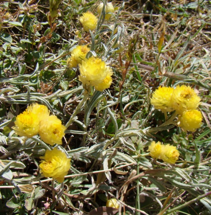 Image of Helichrysum callichrysum specimen.
