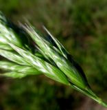 Bromus hordeaceus. Колоски. Испания, г. Валенсия, Альбуфера (Albufera de Valencia), окрайка рисового поля. 6 апреля 2012 г.