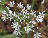 Allium subhirsutum