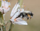 Asphodelus ramosus. Цветок с кормящейся самкой пчелы Anthophora sp. Israel, Judean Foothills, Park Canada. 09.02.2012.