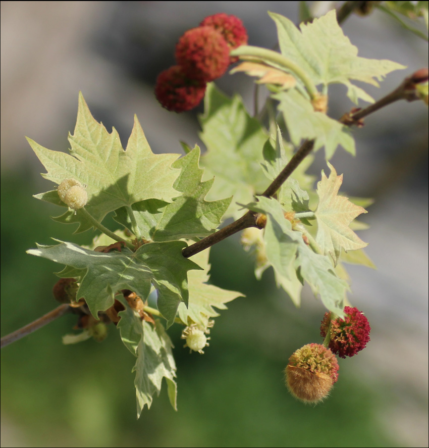 Image of Platanus orientalis specimen.