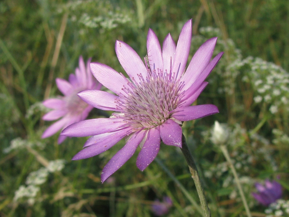 Image of Xeranthemum annuum specimen.