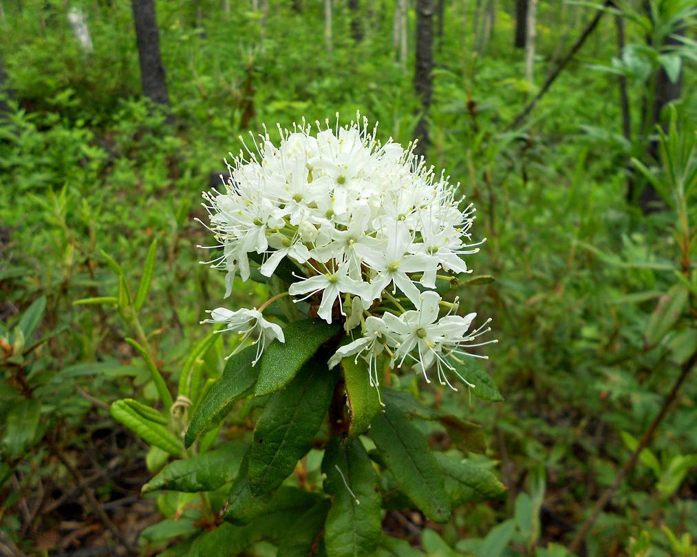 Image of Ledum hypoleucum specimen.