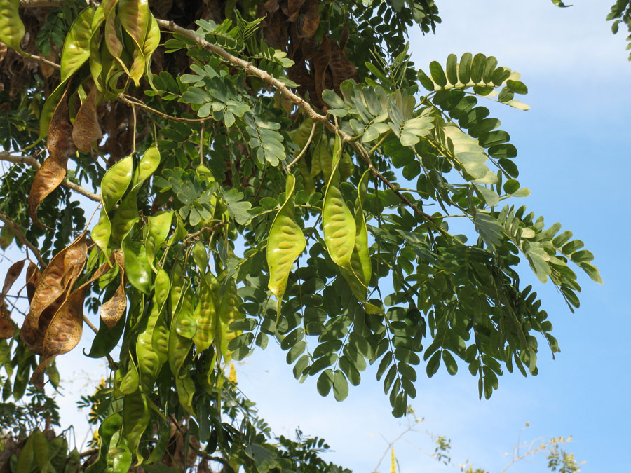 Image of Albizia lebbeck specimen.