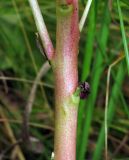 Image of taxon representative. Author is Евгений Захаров