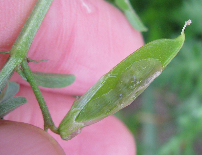 Image of Vicia monantha specimen.