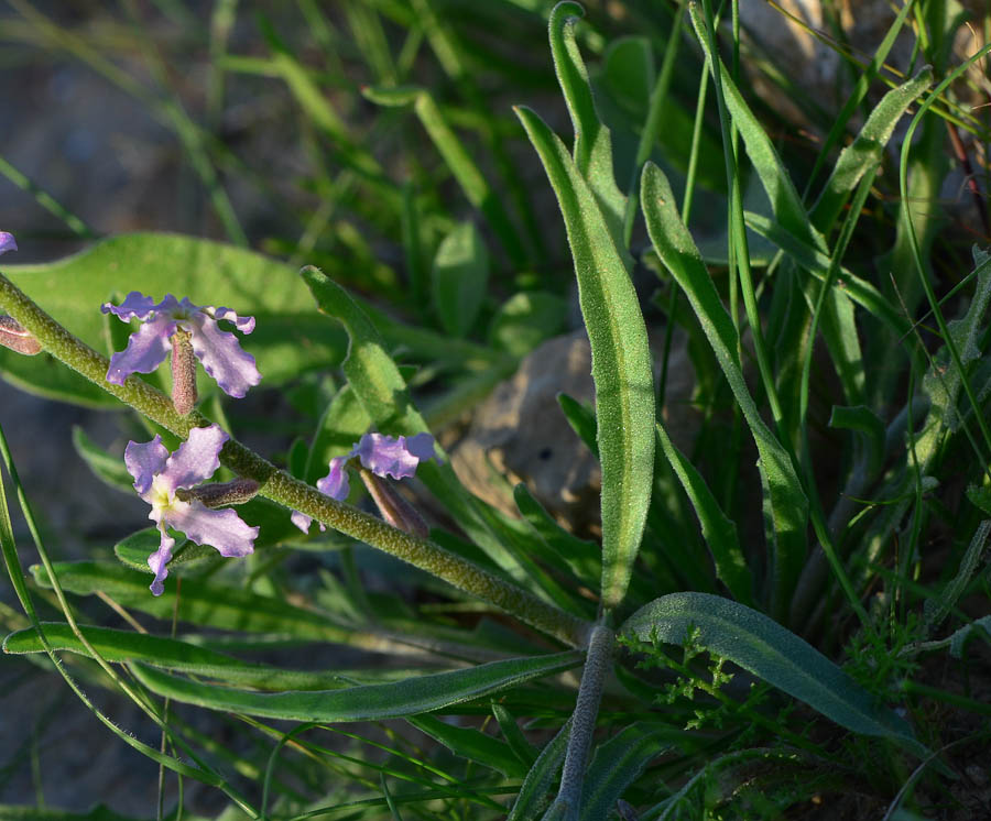 Image of Matthiola longipetala ssp. livida specimen.