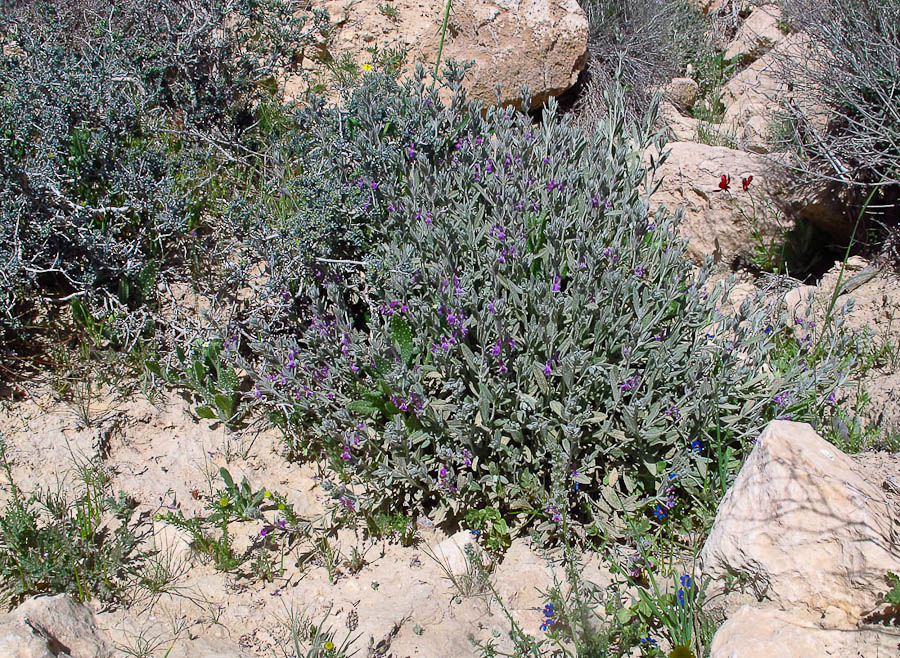 Изображение особи Stachys aegyptiaca.