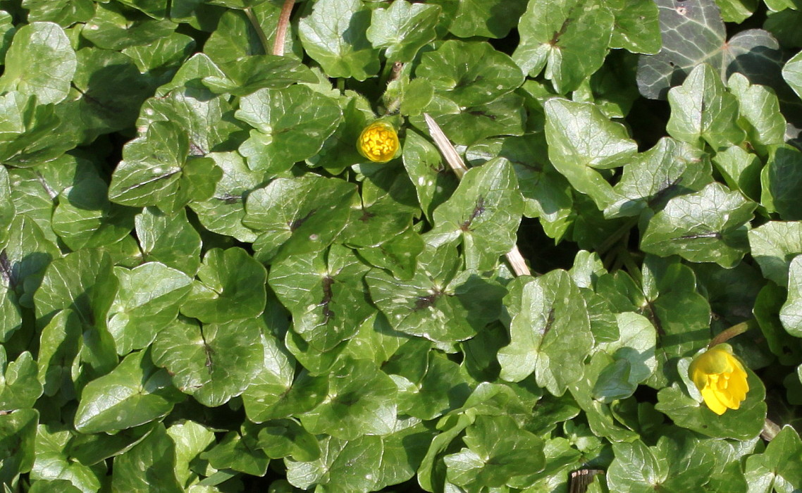 Image of Ficaria verna specimen.