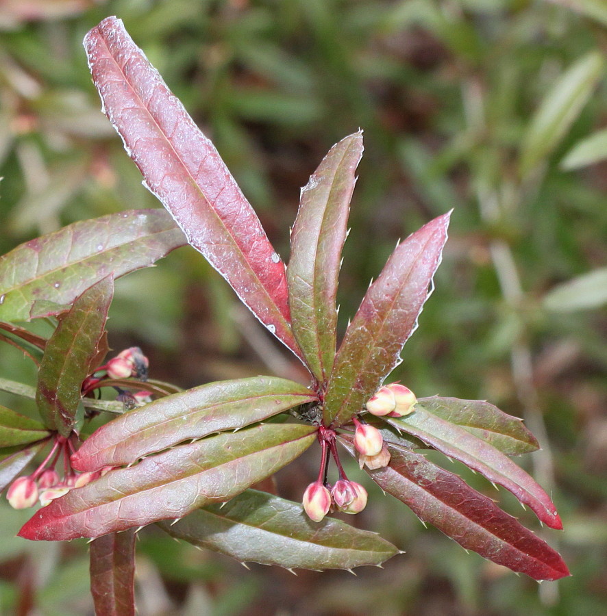 Изображение особи Berberis soulieana.