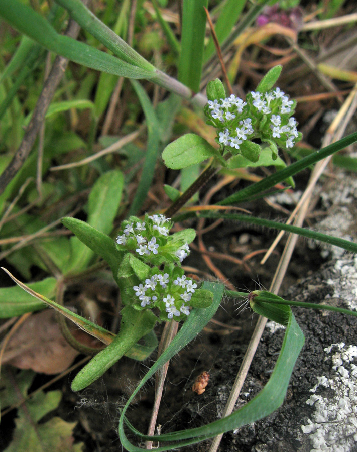 Изображение особи Valerianella turgida.