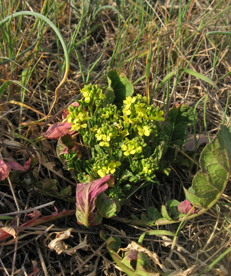 Изображение особи Rapistrum rugosum.