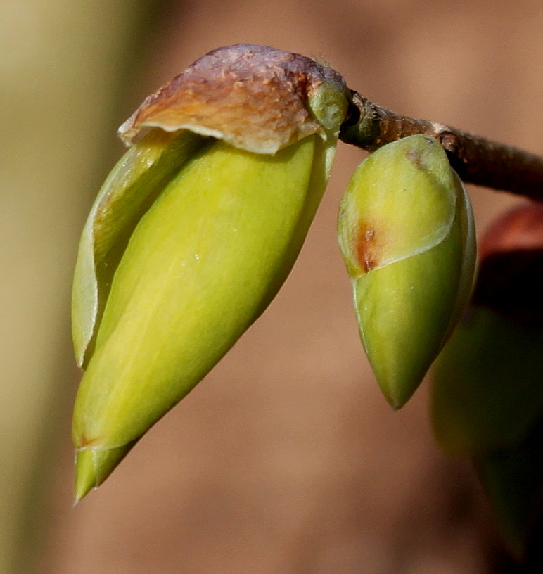 Изображение особи Corylopsis sinensis.