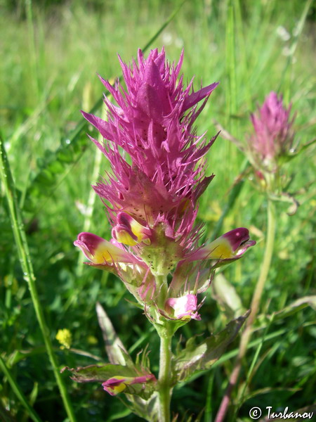 Image of Melampyrum arvense specimen.