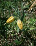 Fritillaria ophioglossifolia