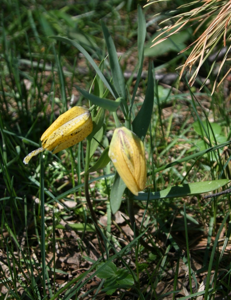 Image of Fritillaria ophioglossifolia specimen.