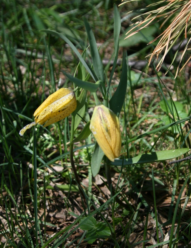 Изображение особи Fritillaria ophioglossifolia.