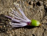 Melaleuca nesophila