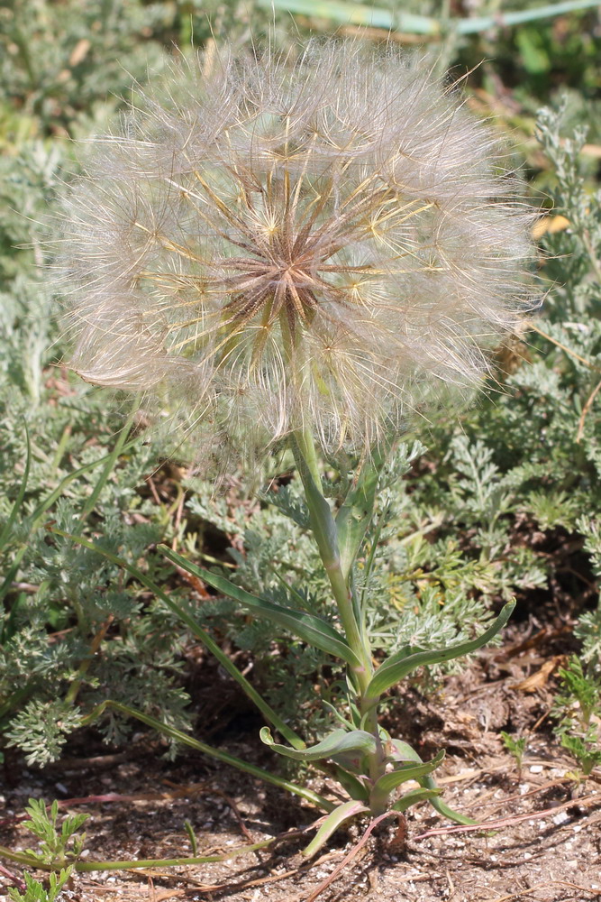 Изображение особи Tragopogon dubius.